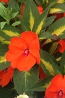 /Images/johnsonnursery/product-images/Impatien Sunpatien Spreading Tropical Orange_s44hfr9wa.jpg